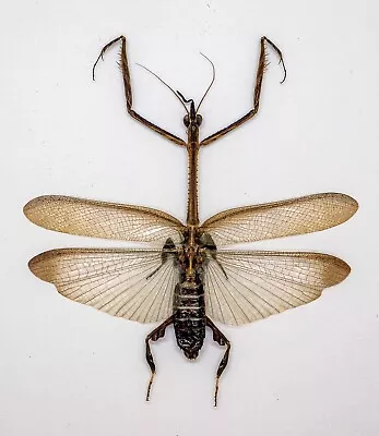 Mantidae -Mantis - Ceratocrania Macra (m) - Cameron Highlands Malaysia (MS60-C) • $14.98