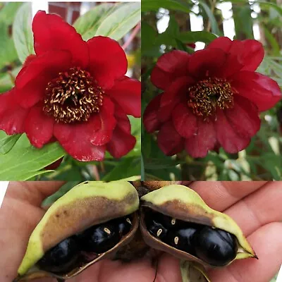 £3 • Buy Paeonia Delavayi V 'Red' Flower Fresh X 10 Seeds Tree Peony/Shrub Exotic Foliage