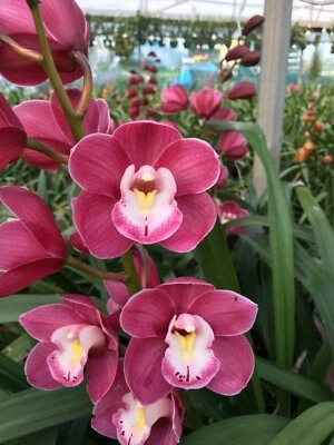 $40 • Buy Cymbidium Templestowe's Charm 'Nicole' AM/OSCOV 140mm Pot