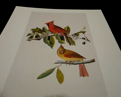 $10.99 • Buy Lovely Cardinal Grosbeak Print 1833 Artist John James Audubon 1785-1851 