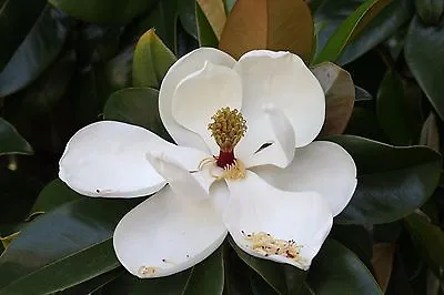Magnolia Grandiflora COLD HARDY FORM SOUTHERN MAGNOLIA Seeds! • $4.99