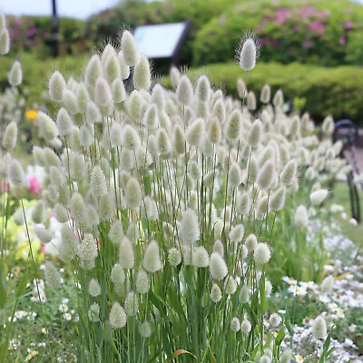 £13.95 • Buy 5x Plug Plants Lagurus Ovatus (Bunny's Tail Grass) Garden - 24HR DISPATCH