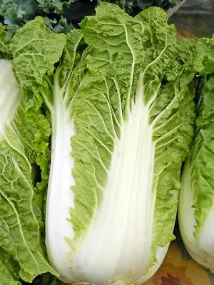 Michihili Chinese Cabbage Seeds NON-GMO Variety Sizes FREE SHIPPING • $1.69