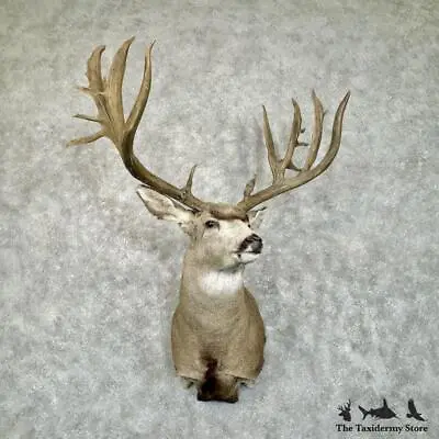 #28843 EL | Mule Deer Taxidermy Shoulder Mount For Sale • $5745