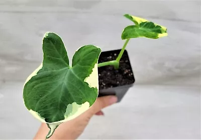 Alocasia Mickey Mouse Elephant Ears Live Rare Houseplants In 3  Pot • $17.99