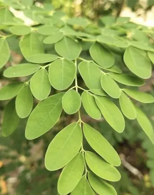 Malunggay Seeds Moringa Oleifera For Planting Drumstick Horseradish 50 Seeds • $5.99