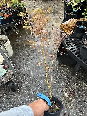 Acer P.  Mama Fu - 30” Tall -Great Variegated Japanese Maple • $69