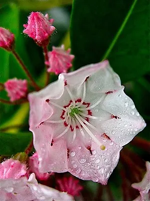 Kalmia Latifolia X 40 Seeds. Flowering Shrub. Evergreen. Azalea Relative • $2.50