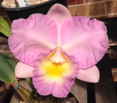Orchid Plant 0005. Cattleya  Lakehaven Pearl 'Colleen' FCCAOC Nice Mericlone In • $35
