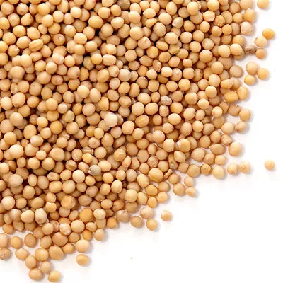 Yellow Mustard Seed - 16 Oz. | Bulk | Spice Jungle • $14.13