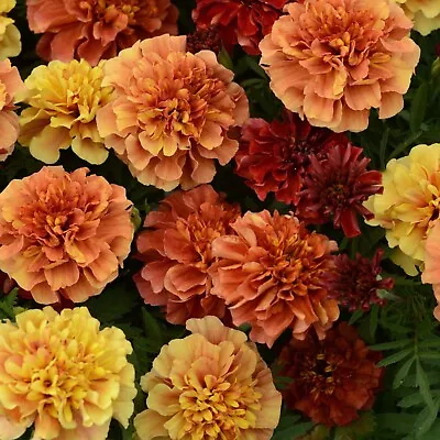 Marigold Strawberry Blonde Color Changing Unique 25 Seeds • $3.50