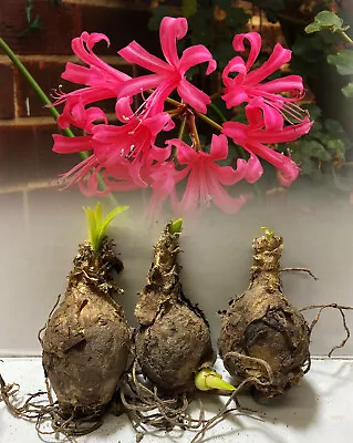 £9.99 • Buy Nerine Bowdenii Pink (guernsey Lily) Bulbs Autumn Flowering Perennial 1-20 Bulbs