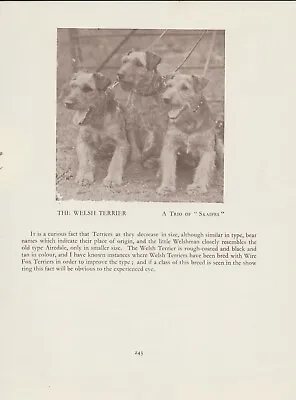 Welsh Terrier Dogs Old Vintage 1934 Dog Print Page  • $6.30