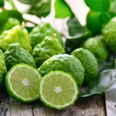 50 Kaffir Lime Seeds Citrus Hystrix Heirloom Organic • £2.94