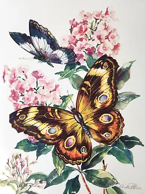Banded Purple Buckeye Butterflies A.W. Blair Lithograph Art Print Morris Bendien • $22.59