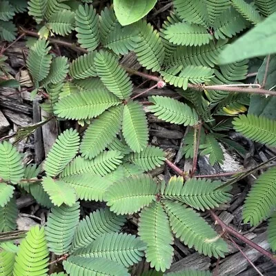 Sensitive Plant Seeds • $2