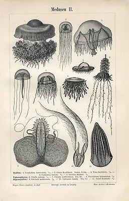 1895 MARINE SEA JELLYFISH MEDUSA Antique Engraving Print • $1.99