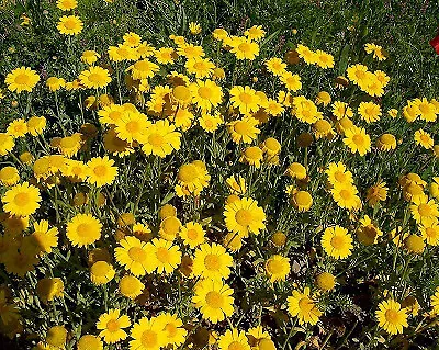 Chrysanthemum Segetum | Corn Marigold | 6 Plug Plants | Wildflower • £9.99