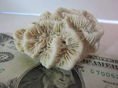 $5.60 • Buy Pod Of BRAIN CORAL For Display Or Tank - 3  X 2.5  X 1 