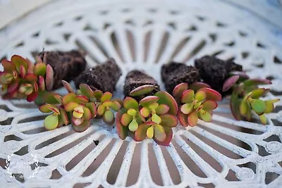 £4.49 • Buy LIVE PLANTS - Crassula Ovata Minima – ‘Sunset’ (UK Grown ) – Mini Money Tree