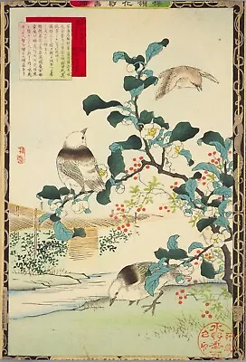 Songbirds Blossom Vintage Kono Bairei Japanese Poster Botanical Print Art • £3.92