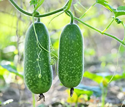 15+ Organic Hairy Skin Gourd Seeds Fuzzy Melon Wax Gourd Hairy Melon Moqua USA • $2.89