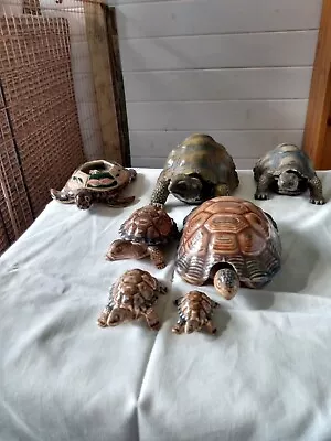 Tortoise Ornaments Inc Wade • £10