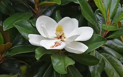 5 Seeds Magnolia To Large Flowers Magnolia Grandiflora Laurel Tulip Tree • £8.04