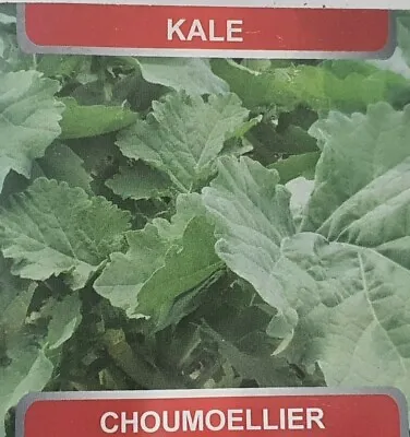 15  Kale Choumoellier Chomoliya Seeds. - Edible Brassica (Zimbabwe Variety) • £2.50