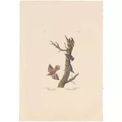 $100 • Buy Audubon Amsterdam Ed Dbl Elephant Folio Lithograph Pl 415 Brown Creeper