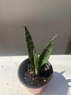 1 Snake Plant Mother-In-Law Sanseveria Live Plant With Pot • $18.99