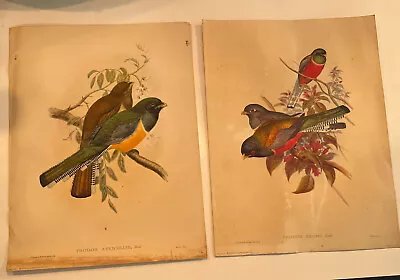 Vintage Lot Of 2 Prints Depicting Birds Morris & Bendien #33301 & #33303 • $27