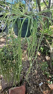 Rhipsalis Puniceo-discus- RARE- 4 Cuttings 5 Inches Each. Long Draping Plant. • $5