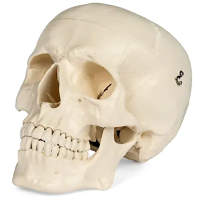 Medical Anatomical Skull Model - 1:1 Life Size Replica Anatomy Adult Human He.. • $39.32