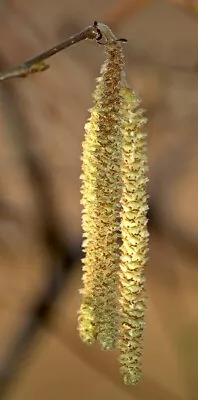 £14.99 • Buy Potted Hazel 60-90cm Tall Tree Hedge Sapling - Super Wildlife Friendly, UK Grown