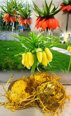 3 Mixed Fritillaria Imperialis Bulbs (crown Imperial Lily)hardy Garden Perennial • £14.50