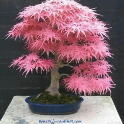$4.43 • Buy 10 Seeds Pink Japanese Maple Tree SEEDS R HULLED FOR FASTER GROWTH