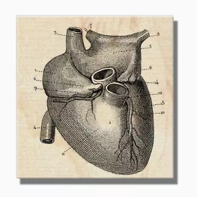 Wood Rubber Stamp HEART DIAGRAM Heart Media Human Heart Dictionary Science • $9.25