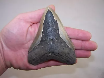 4.85  MEGALODON Fossil Shark Tooth Teeth / 7.4 Oz /NO RESTORATION /Not Dinosaur • $59