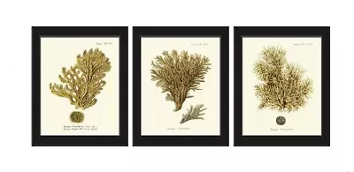 Vintage Fish Wall Art Set Of 3 Prints Beautiful Antique Lake River Unframed • $48