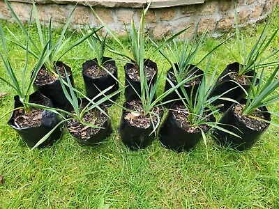 5x Yucca Rostrata  Plants 35-45cm (Pick Up Only) • £18