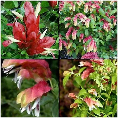 Justicia Brandegeana~red Maroon Shrimp Plants Live Plants~ 5 To 7 Inches Tall  • $5.99