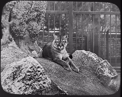 $31.39 • Buy GWW Glass Magic Lantern Slide A PUMA C1890 PHOTO ZOO