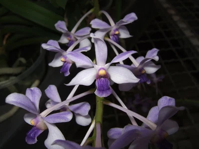 $35 • Buy Vanda Coerulescens (Fragrant)
