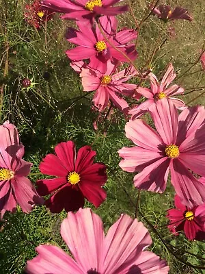 COSMOS Bipinnatus 'Rubenza' / 'Antiquity' - Approx. 30 Seeds • £2.25