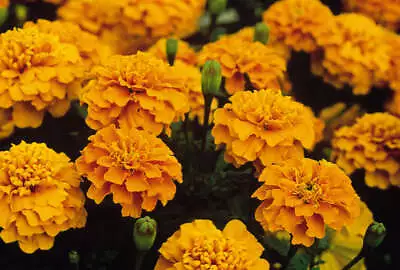 X10 Marigold Bonanza Orange - XL Plug Plants • £10.99