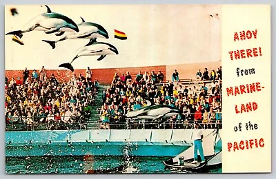 Ahoy There! From Marineland Of The Pacific - Striped Dolphins 1969 Postcard • $5.41