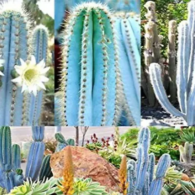 Blue Cactus Cacti Variety Mix 500+ Seeds • $5.60