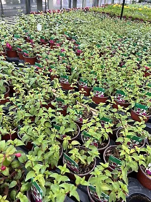£16.99 • Buy 5x Uk Trailing Fuschia Plants 9cm Mix— Very Cheap !!