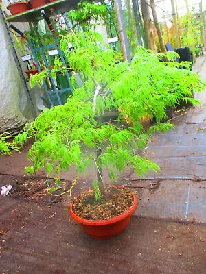 3ft Inc. Pot OUTDOOR Weeping Dissected Japanese Maple Bonsai Tree Acer Dissectum • £149.99